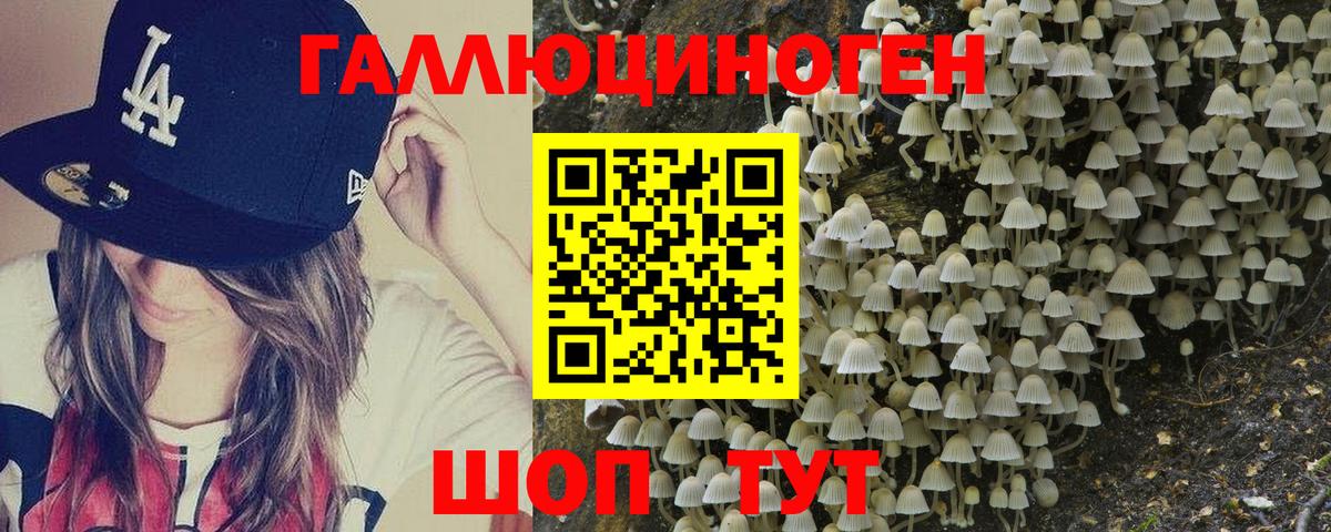 Псилоцибиновые грибы Psilocybe Новотроицк